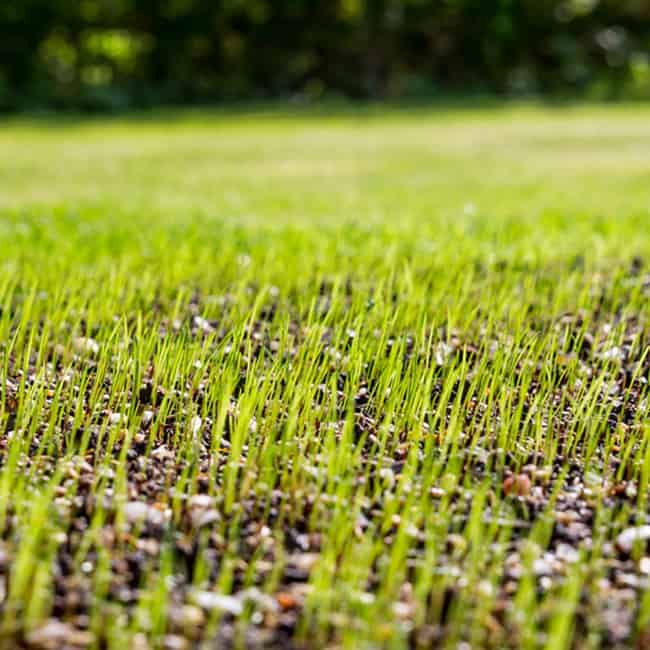 Grass Seeds Germination Time