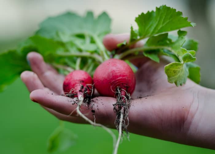 best vegetable to grow