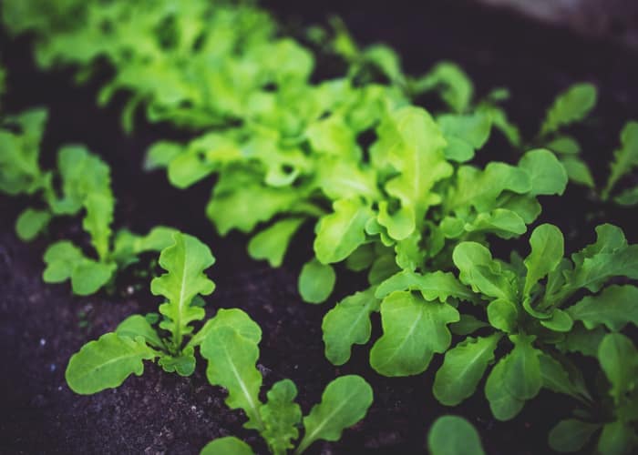 how to grow vegetables