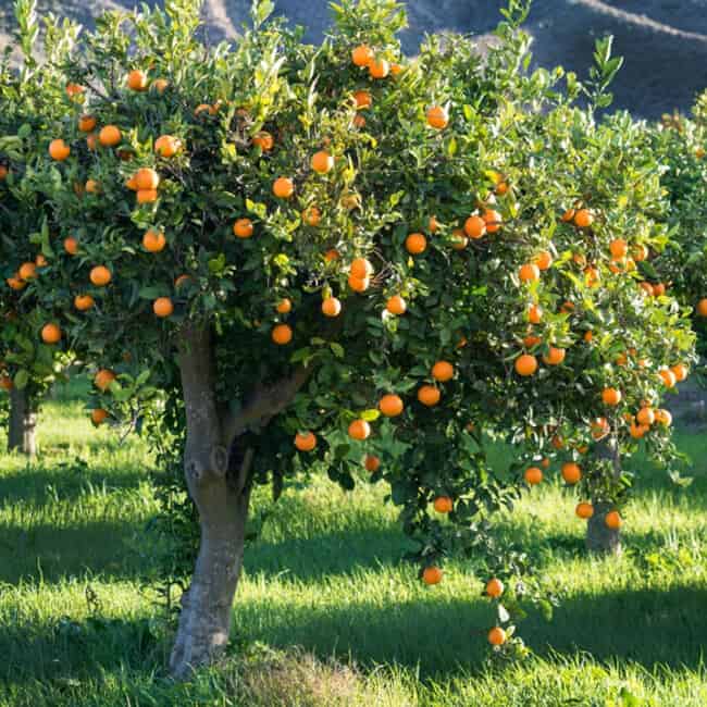 Citrus Trees with Parallel Veins