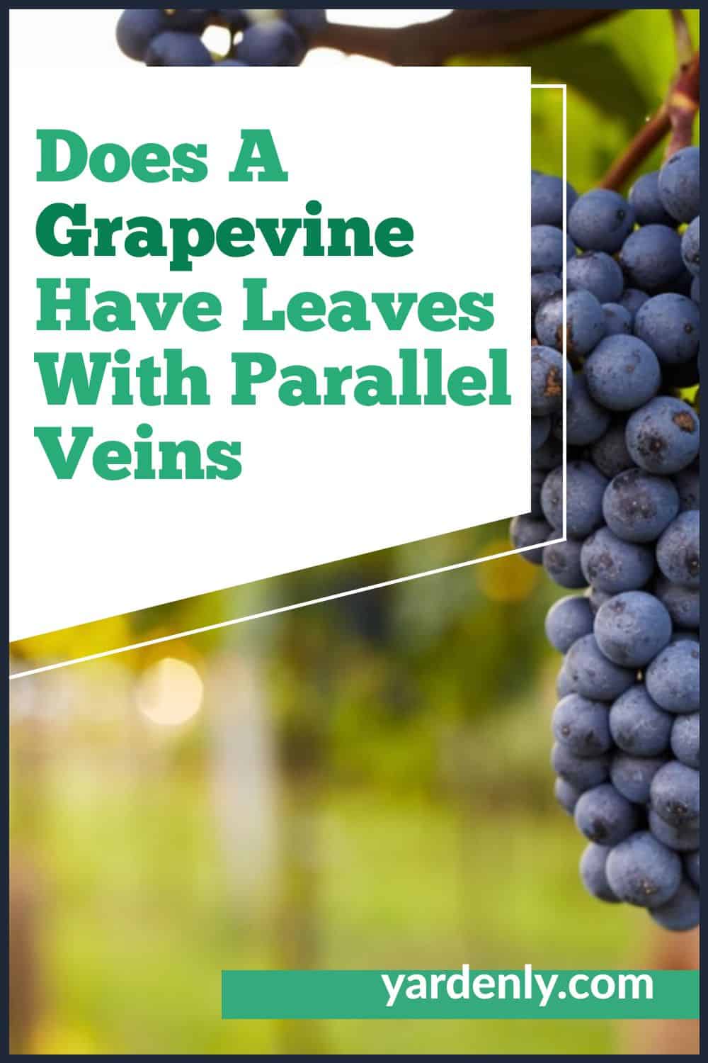 Does A Grapevine Have Leaves With Parallel Veins