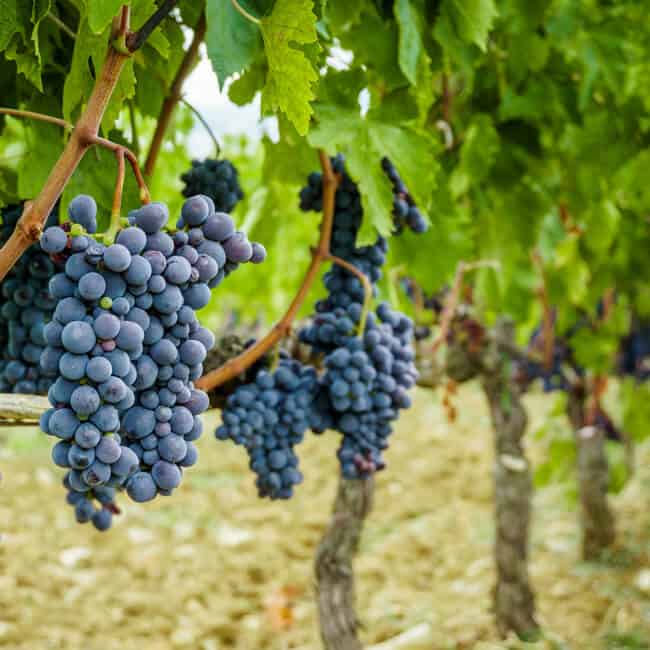 Grapevine With Parallel Veins