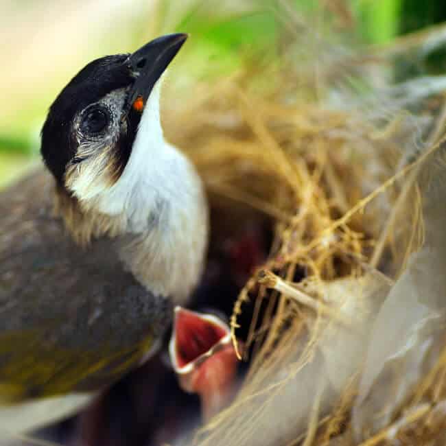 How to Keep Birds from Nesting on Your Porch