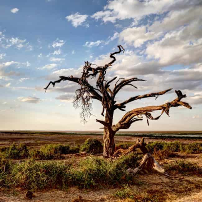 dead tree