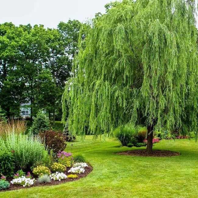 About Willow Trees