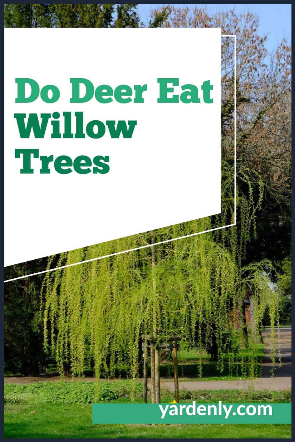 Do Deer Eat Willow Trees