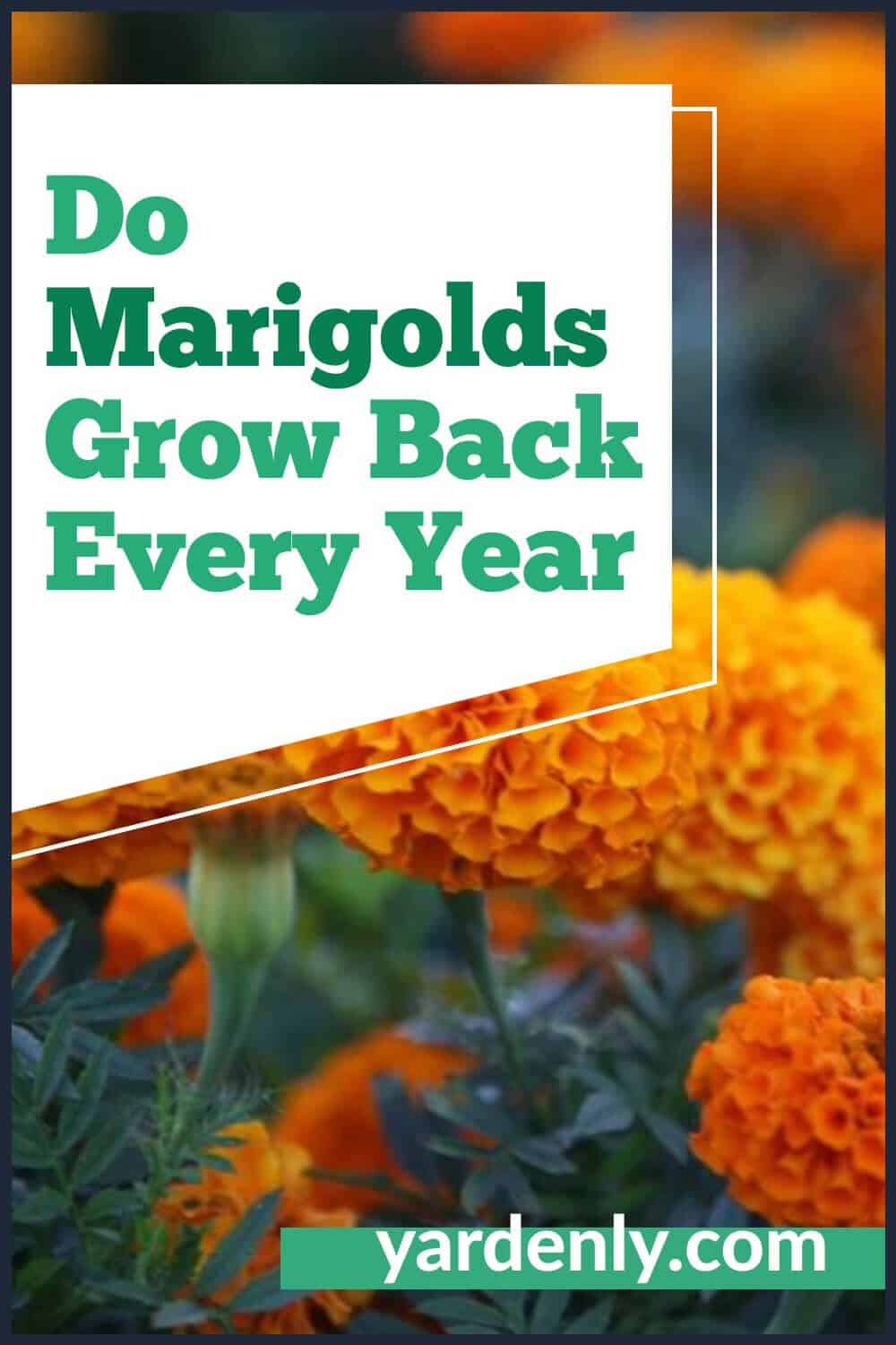 Do Marigolds Grow Back Every Year (2)