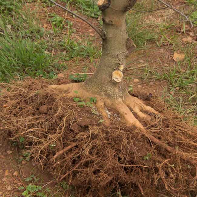 Hackberry tree root system