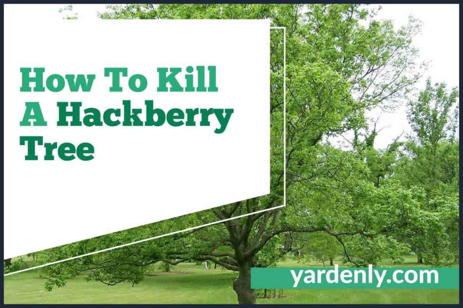 How To Kill A Hackberry Tree