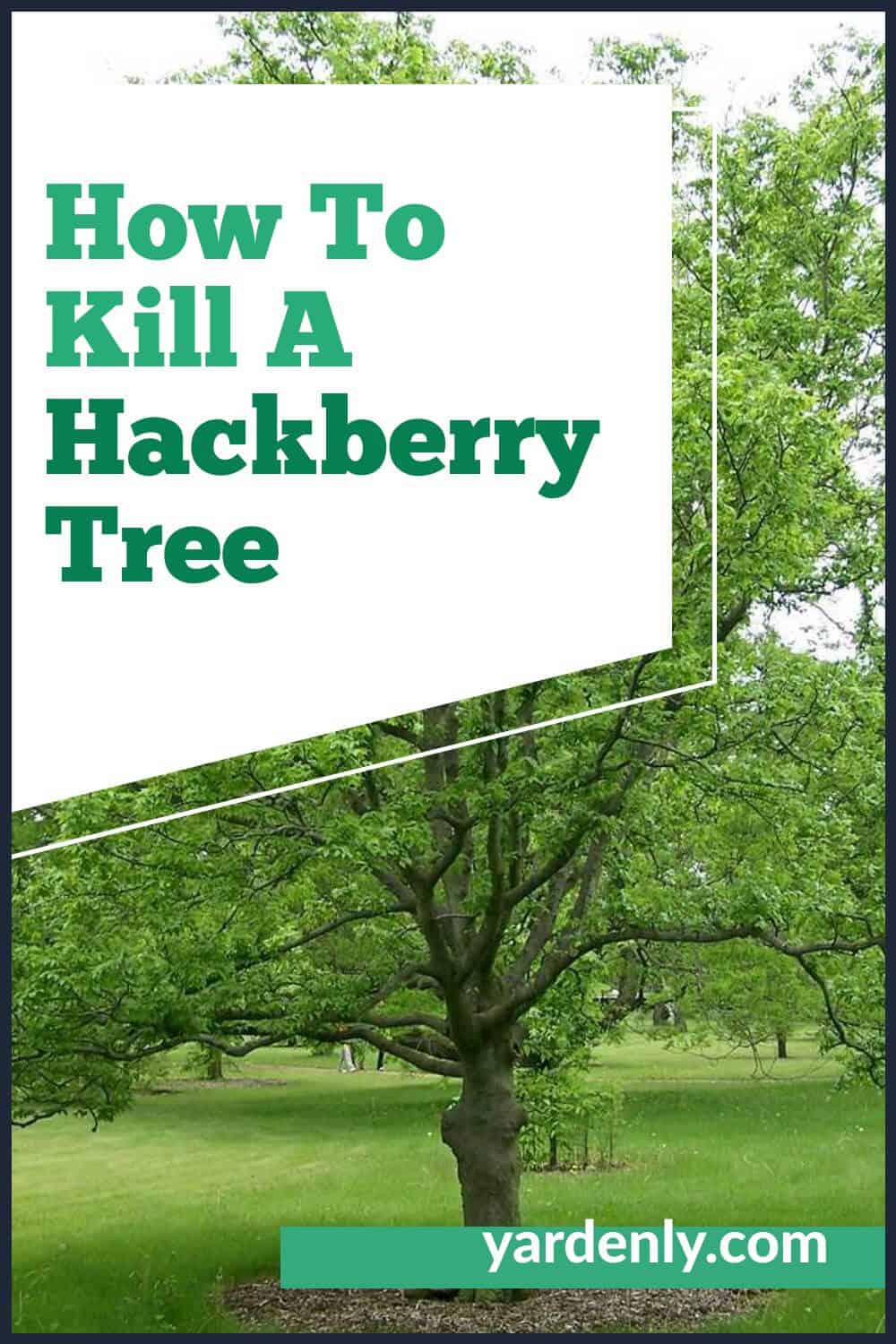 How To Kill A Hackberry Tree