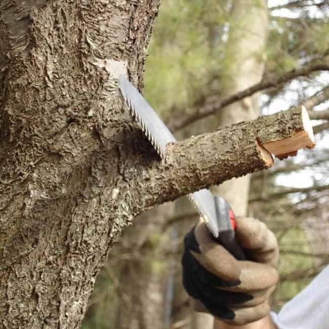 Pruning Smaller Hackberry Bushes