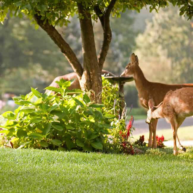 Weeping willow trees and Deer