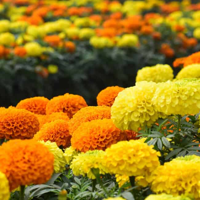 growing marigold
