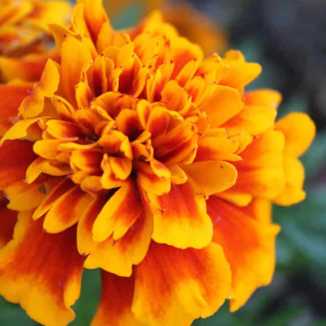 marigold