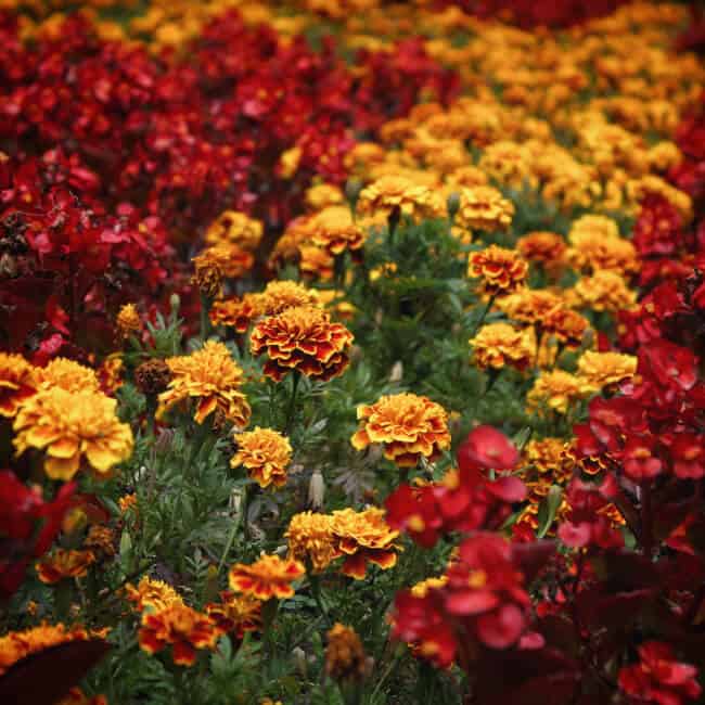 variety of marigold