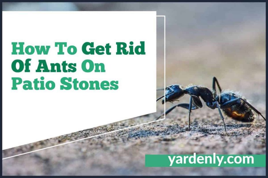 How To Get Rid Of Ants On Patio Stones (1)