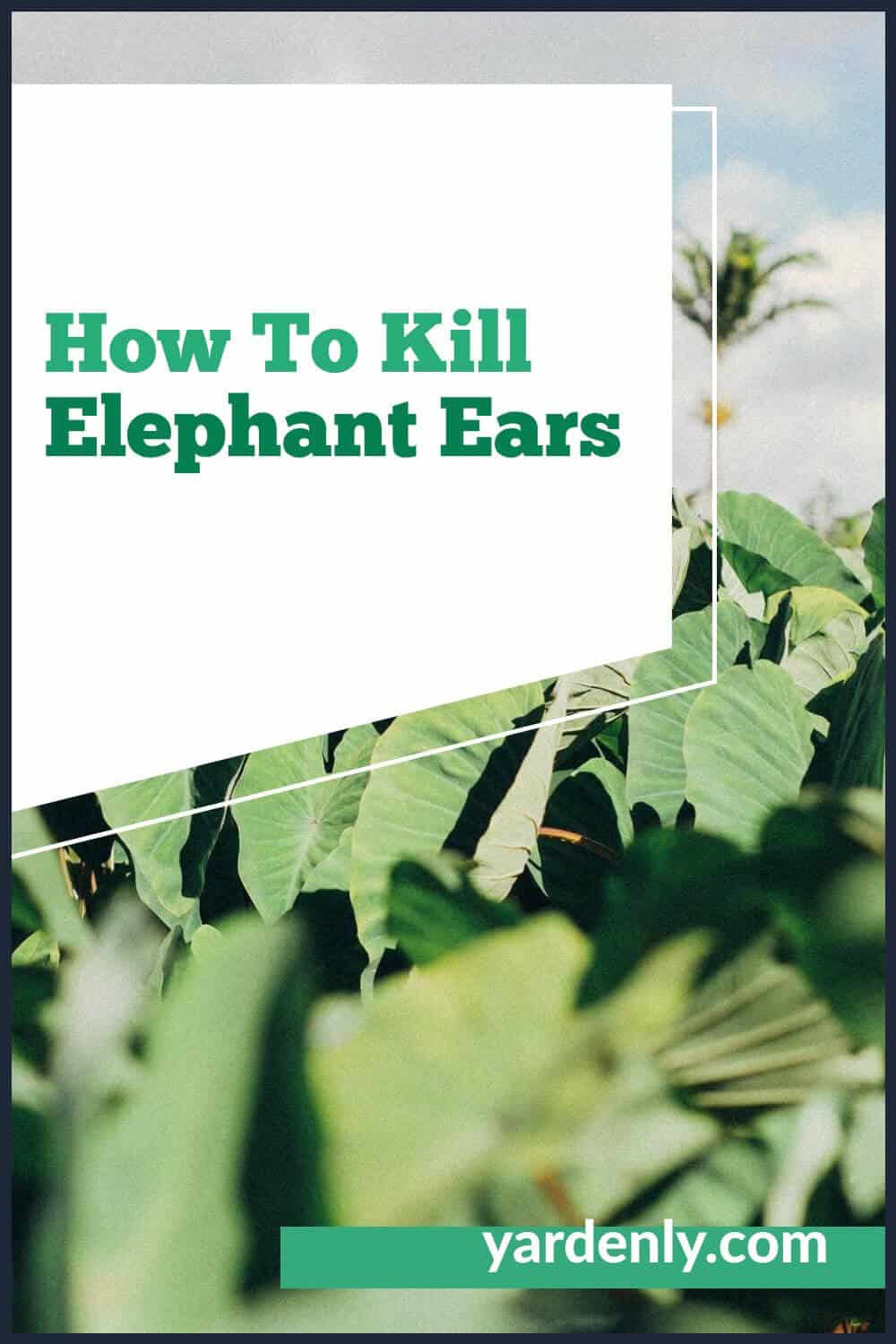 How To Kill Elephant Ears (2)
