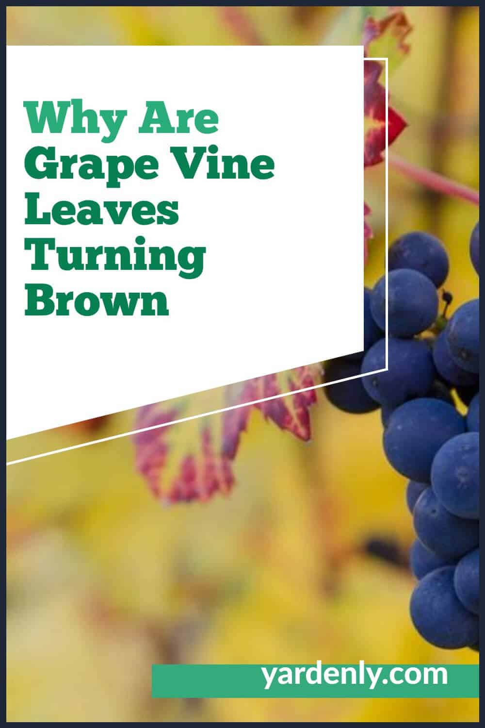 Why Are Grape Vine Leaves Turning Brown (1)