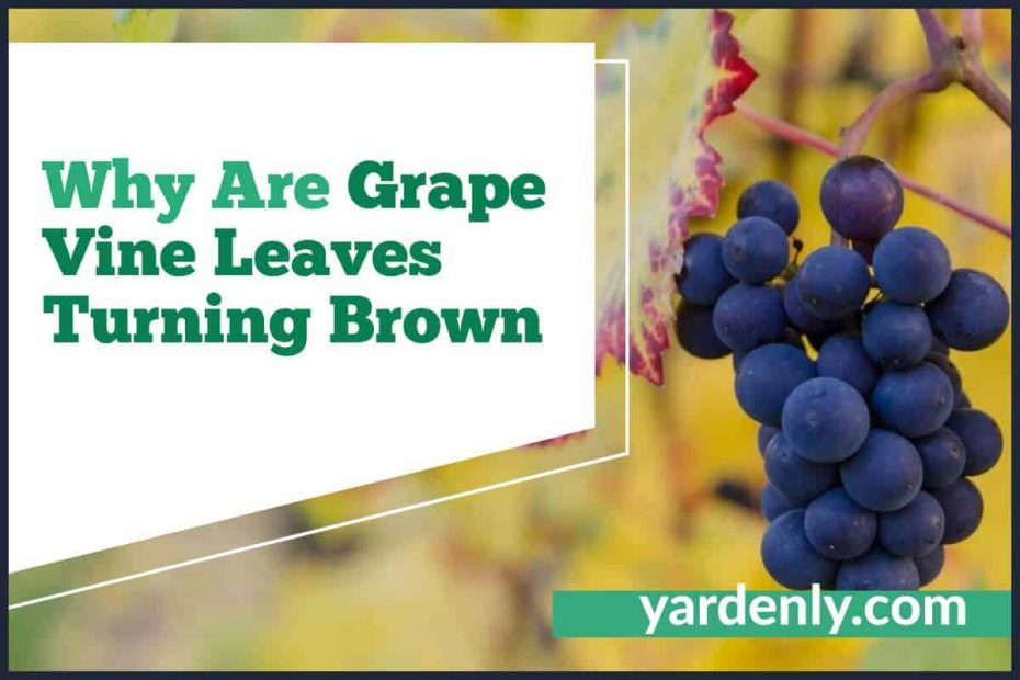 Why Are Grape Vine Leaves Turning Brown (2)