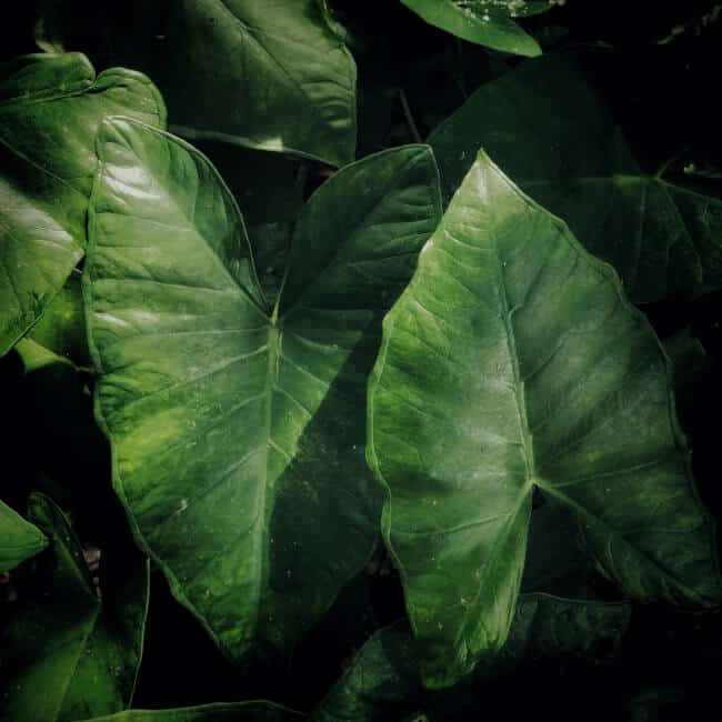 elephant ears plant