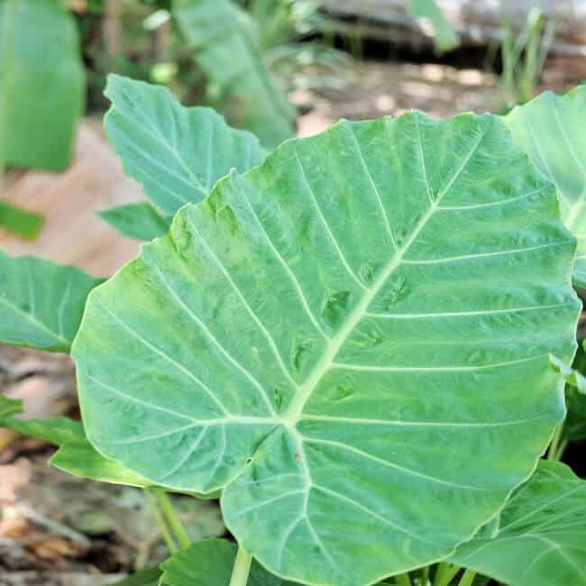 elephant ears