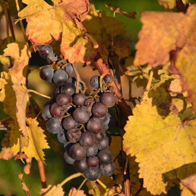 grape vine leaves