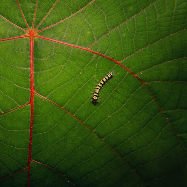 grapeleaf caterpillar