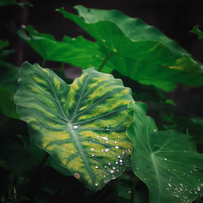 taro