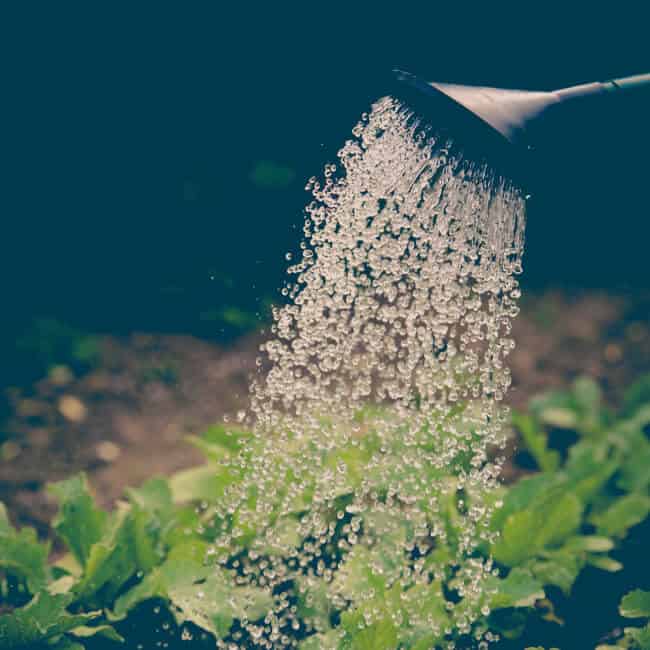 watering