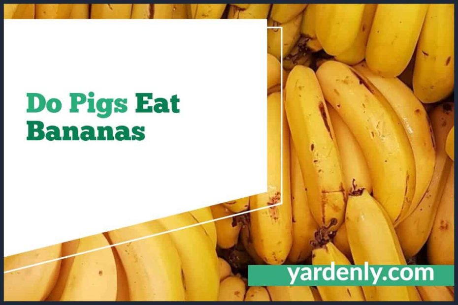 Do Pigs Eat Bananas (2)