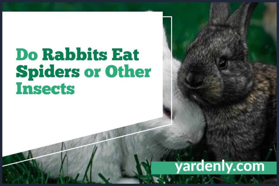 Do Rabbits Eat Spiders or Other Insects (2)