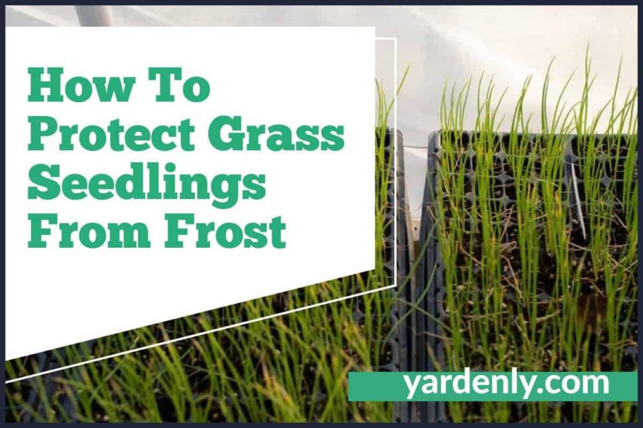 How To Protect Grass Seedlings From Frost (1)