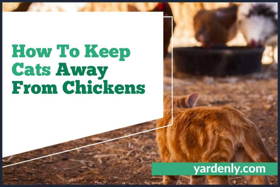 How To Keep Cats Away From Chickens