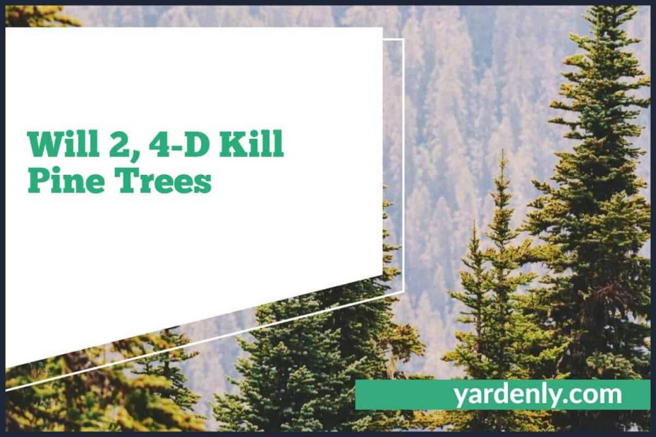 Will 2, 4-D Kill Pine Trees (1)