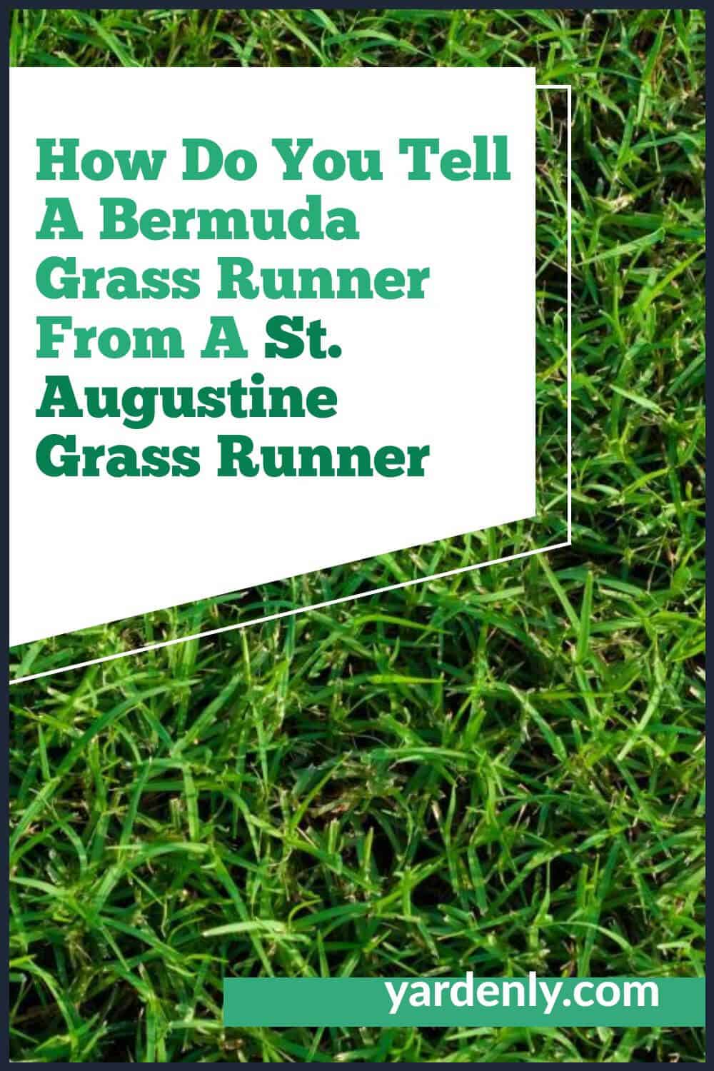 How Do You Tell A Bermuda Grass Runner From A St. Augustine Grass Runner