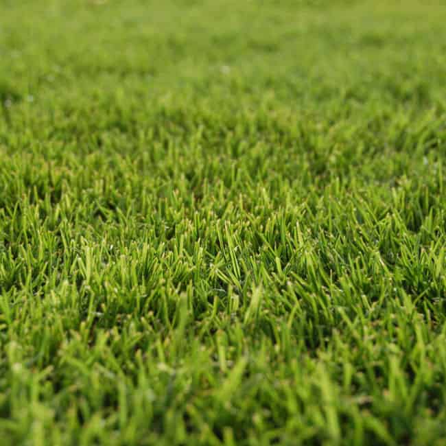 St Augustine grass runners