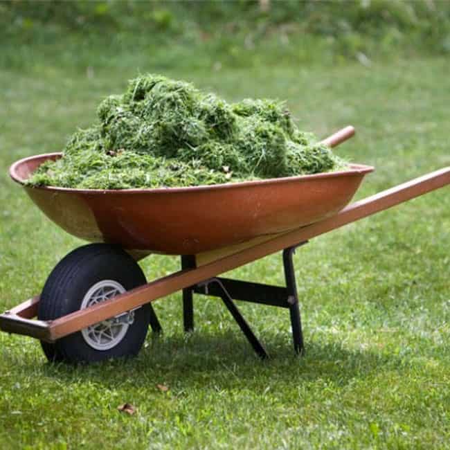 Grass Clippings Benefits