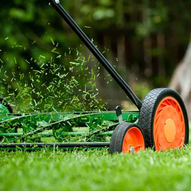 Grass Clippings your Lawn