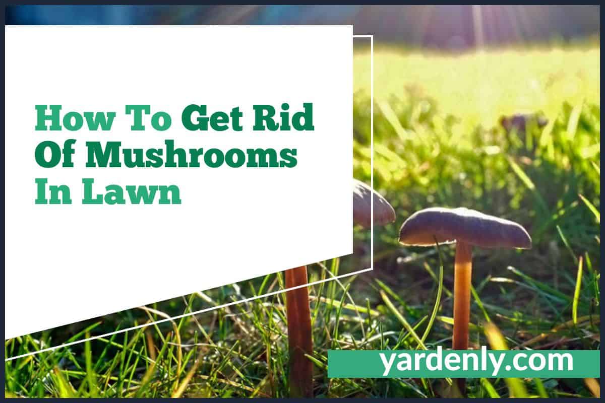 How To Get Rid Of Mushrooms In Lawn