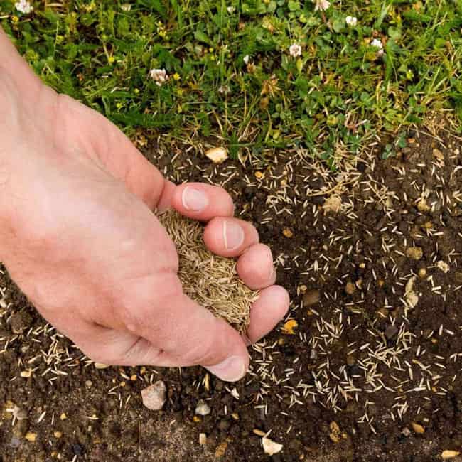 Newly planted grass seed