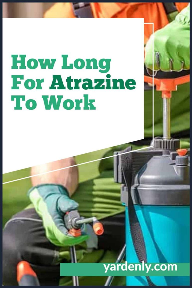 How Long For Atrazine To Work