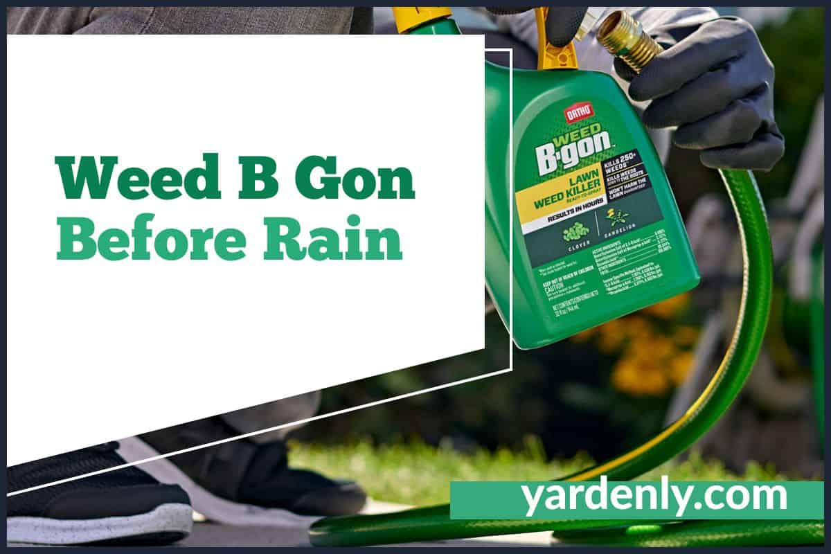 Weed B Gon Before Rain