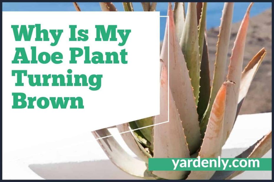 Why Is My Aloe Plant Turning Brown