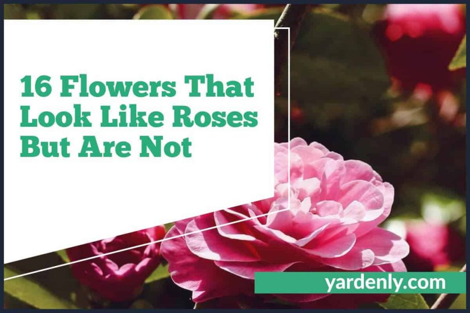 16 Flowers That Look Like Roses But Are Not (1)