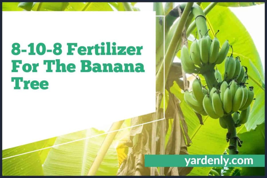 8-10-8 Fertilizer For The Banana Tree
