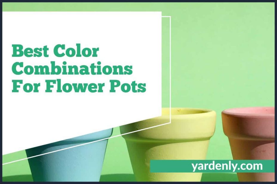 Best Color Combinations For Flower Pots (2)