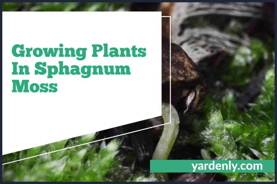 Growing Plants In Sphagnum Moss (2)