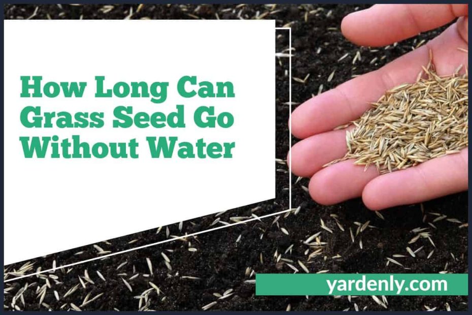 How Long Can Grass Seed Go Without Water