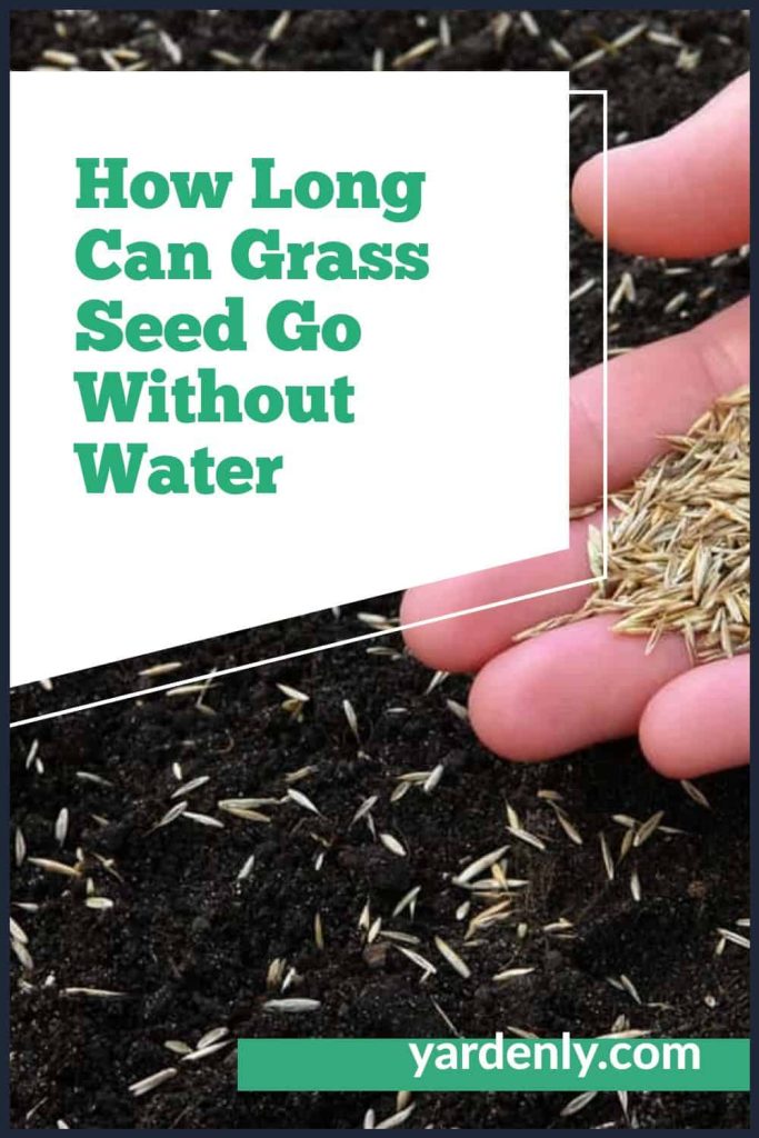 Grss Seed Without Shell How Long Can Grass Seed Go Without Water