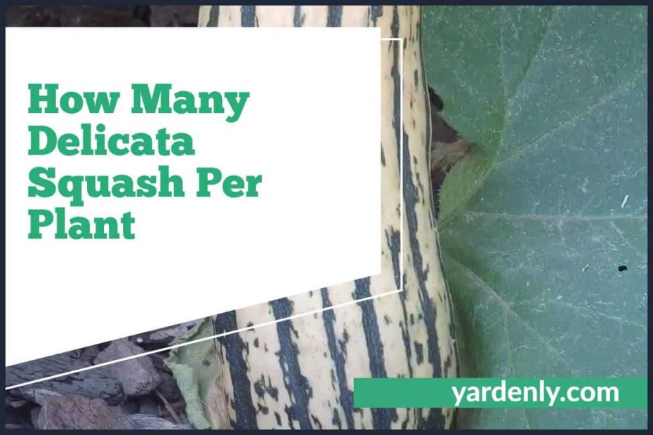 How Many Delicata Squash Per Plant (1)